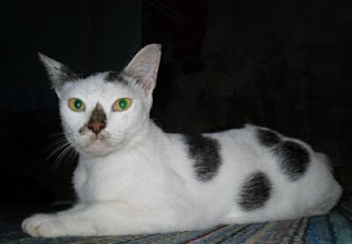 beautiful white cat with black spots on his body