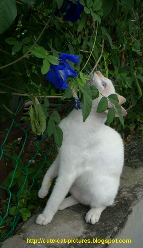 lonely white cat