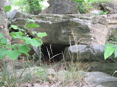 Pups-in-Training Den