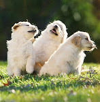 Pupowl, Puptree, & Pupvine