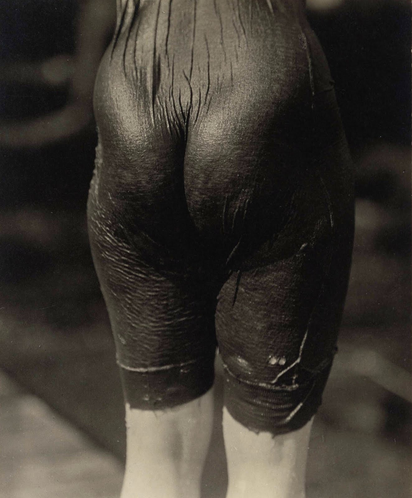 Stieglitz Photographs