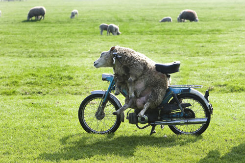 0423lazy-sheep.jpg