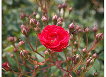 Red Rose for Conner