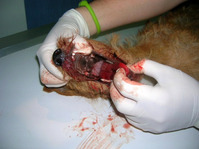 yo encontre el camino la verdad y la vida rabito