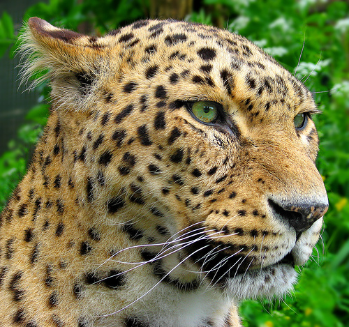 leones leones
