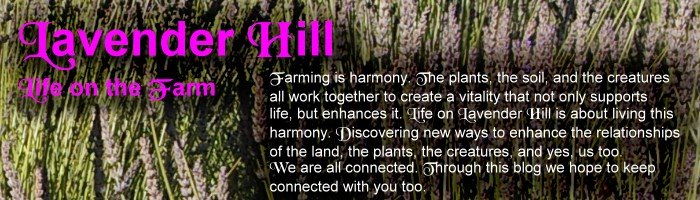 Lavender Hill - Life on the Farm