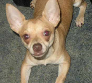 perro de raza chihuahua