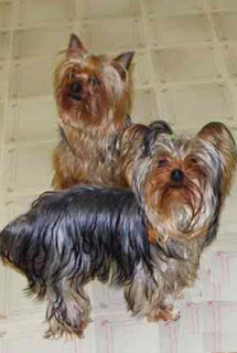 yorkshire terrier razas perros
