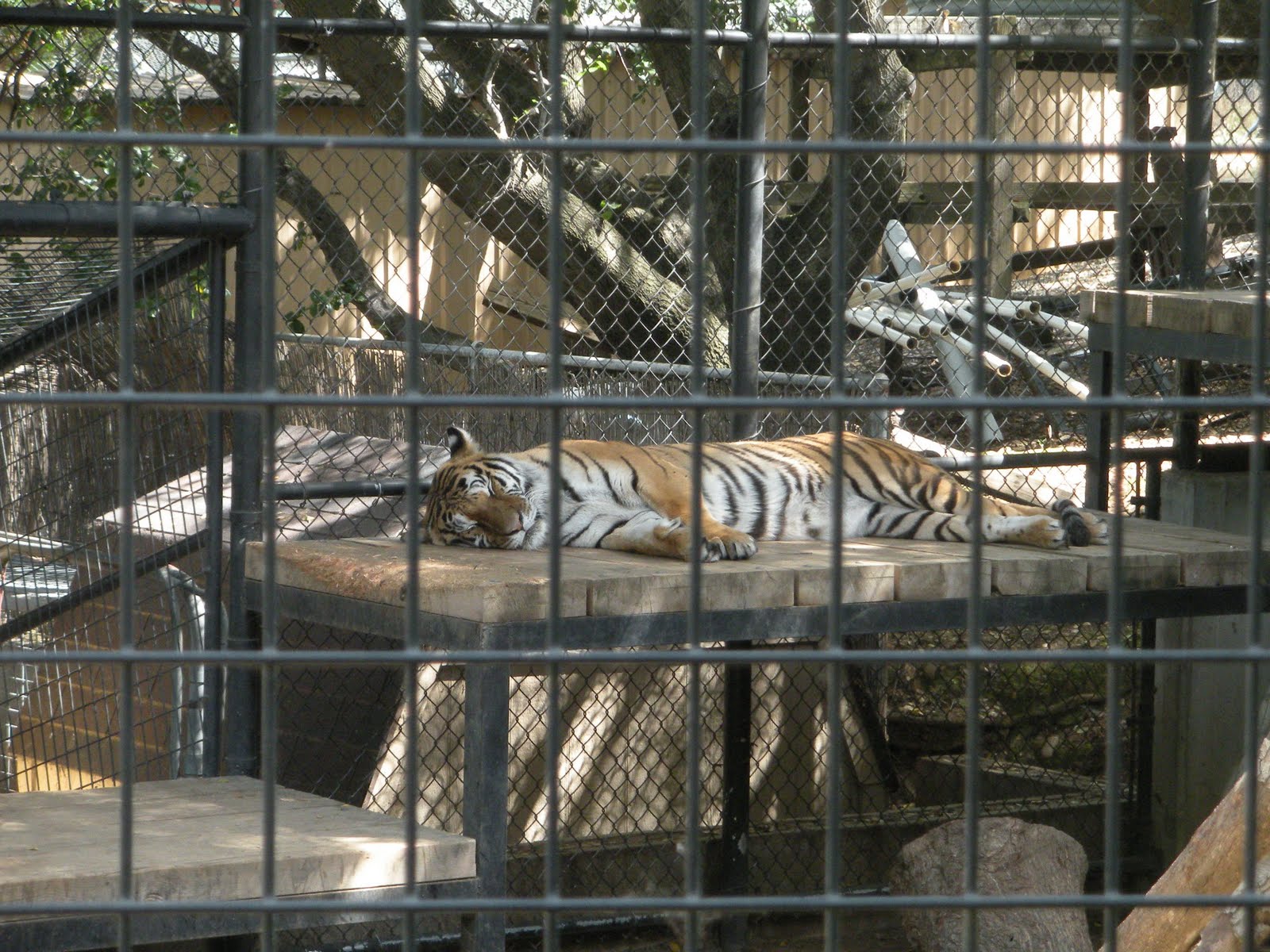 Biggest Blessings Folsom Zoo & Train Ride