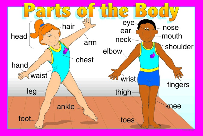 Partes Internas del Cuerpo Humano - L@MM Board!