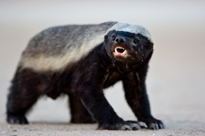 honeybadger.jpg