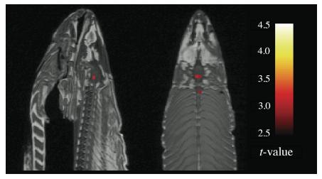 [fish+fmri.jpg]