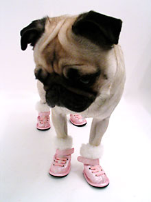 [dog+booties.jpg]