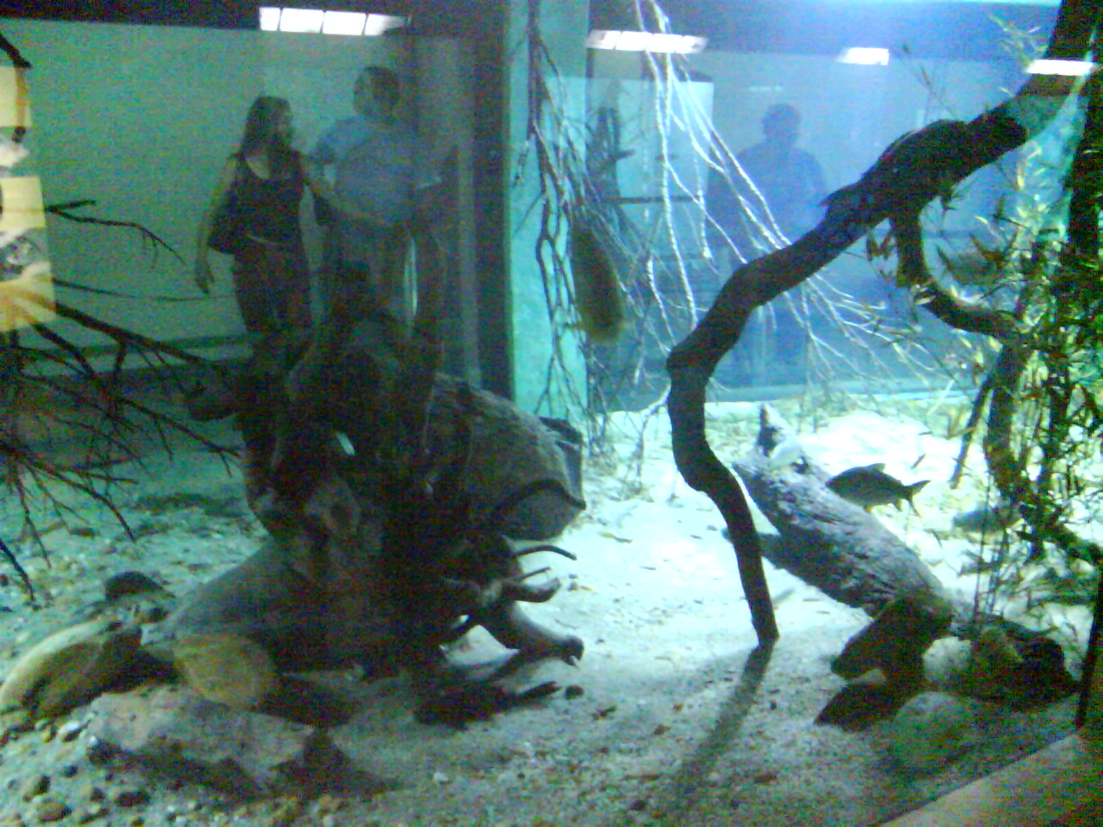 fotos do jardim zoologico de belo horizonte:Blog do Costelinha: Aquario do Zoologico de Belo Horizonte fotos do jardim zoologico de belo horizonte:Blog do Costelinha: Aquario do Zoologico de Belo Horizonte