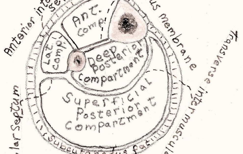 The Injured Athlete Chronic Exertional Compartment Syndrome
