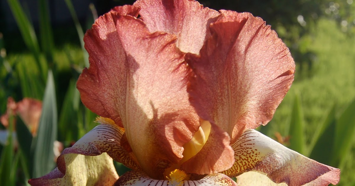 Iris Lover Cinnamon Girl