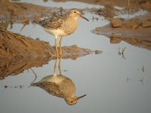 sandpiper