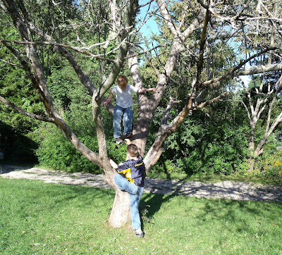 Climb A Tree