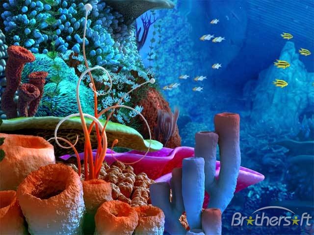 colorful coral reef colorful coral reef