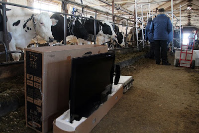 วัวที่รัสเซีย ถูกเลี้ยงดูด้วย...ทีวี LED HDTV 32นิ้ว!