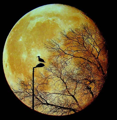 ดวงจันทร์ และ นก