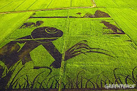 ศิลปะบนนาข้าว(rice art) จาก greenpeace