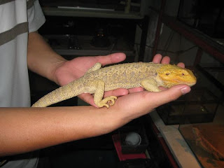 bearded-dragon-handling