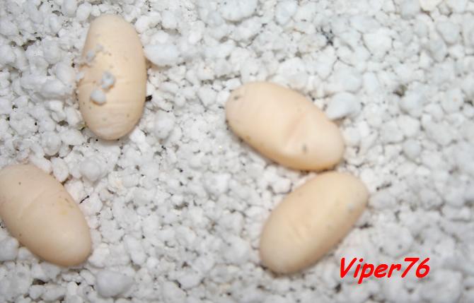 bearded-dragon-eggs-thermometer.jpg
