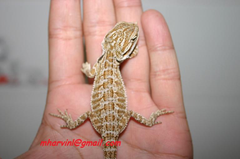 bearded-dragon-yellow-around-eyes-10.jpg