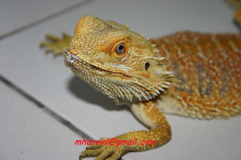 bearded-dragon-gold-coast-3.jpg