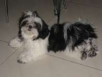 Bursa Anjing Shihtzu Sepasang