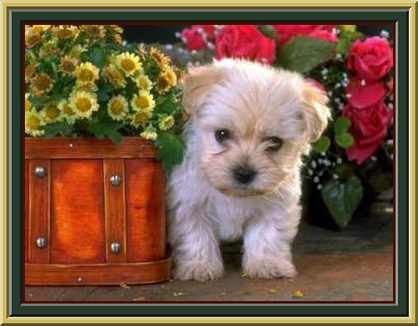 pupcutefr.jpg