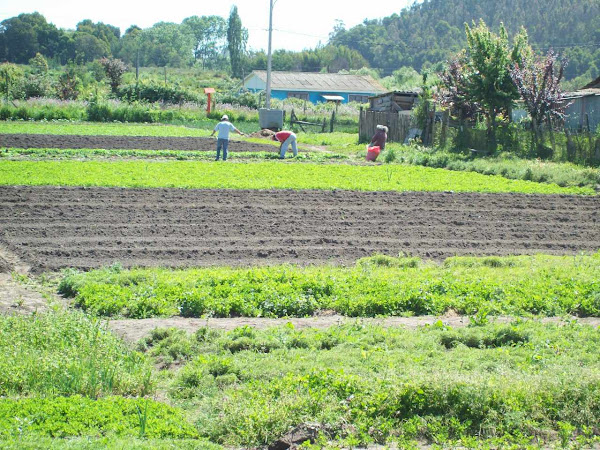 Remanentes de los cultivos agrícolas de antaño, actualmente persisten algunas parcelas hortícolas.