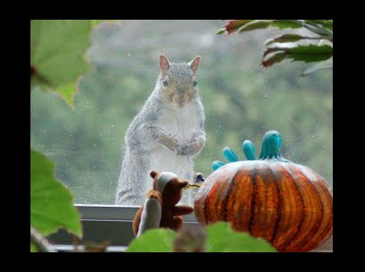 [animais+217.gif]