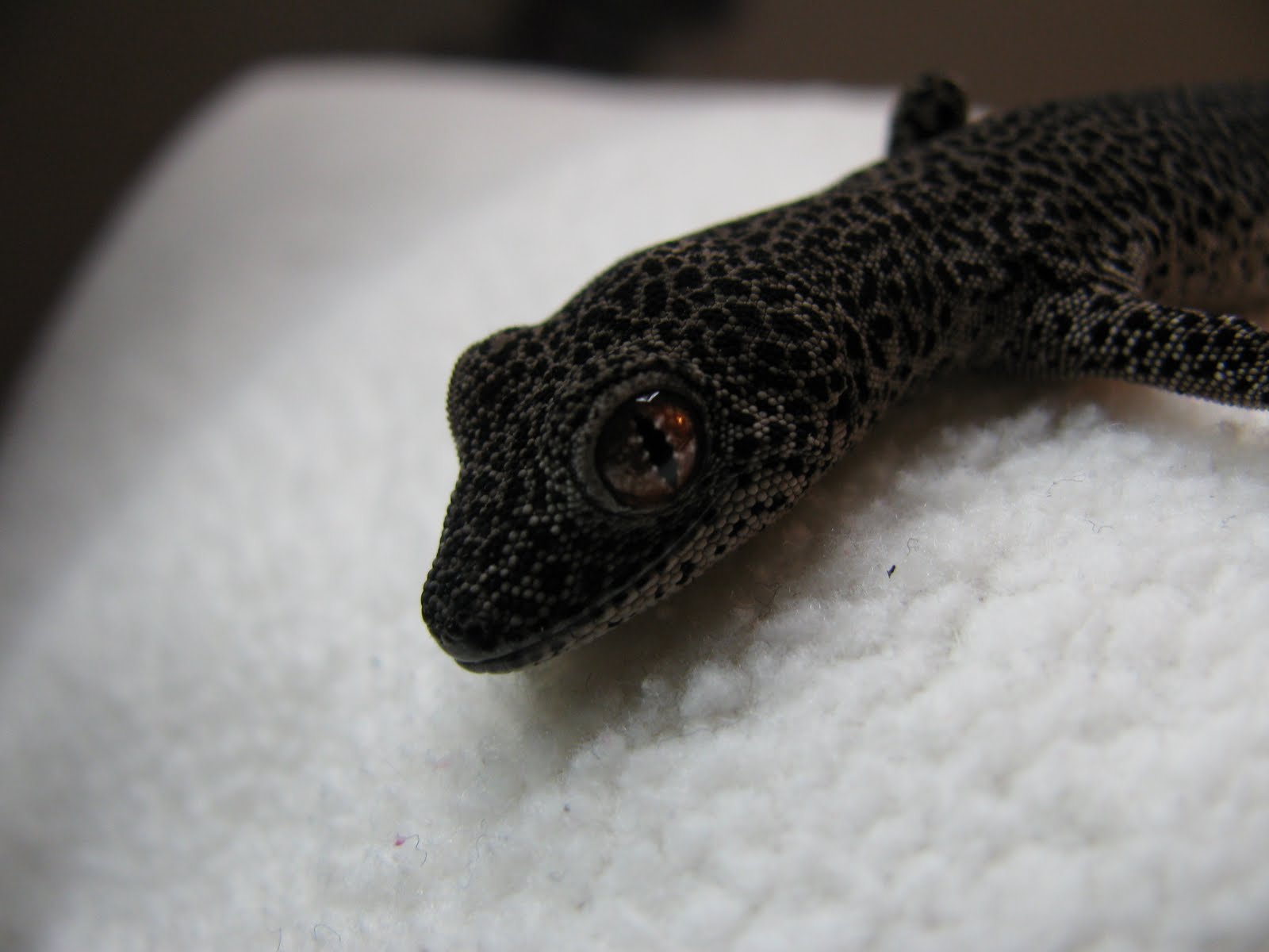 RAW DOG REPTILES: Week 7! The golden tailed gecko-Strophurus taenicauda