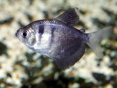 Jual Ikan Hias: Ikan Tetra Skirt