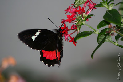 LI-butterfly-0944b.jpg