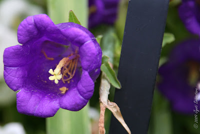 campanula champion blue