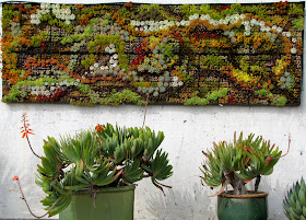 Garden Dancing: The Amazing World of Succulents