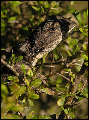 Eastern bearded dragon lizard Pogona barbatus juvenile Eastern bearded dragon lizard Pogona barbatus juvenile