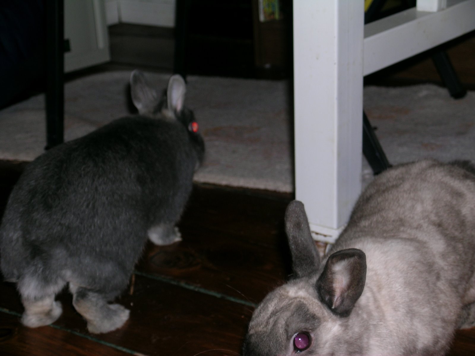 [sadie+&+peanut.JPG]