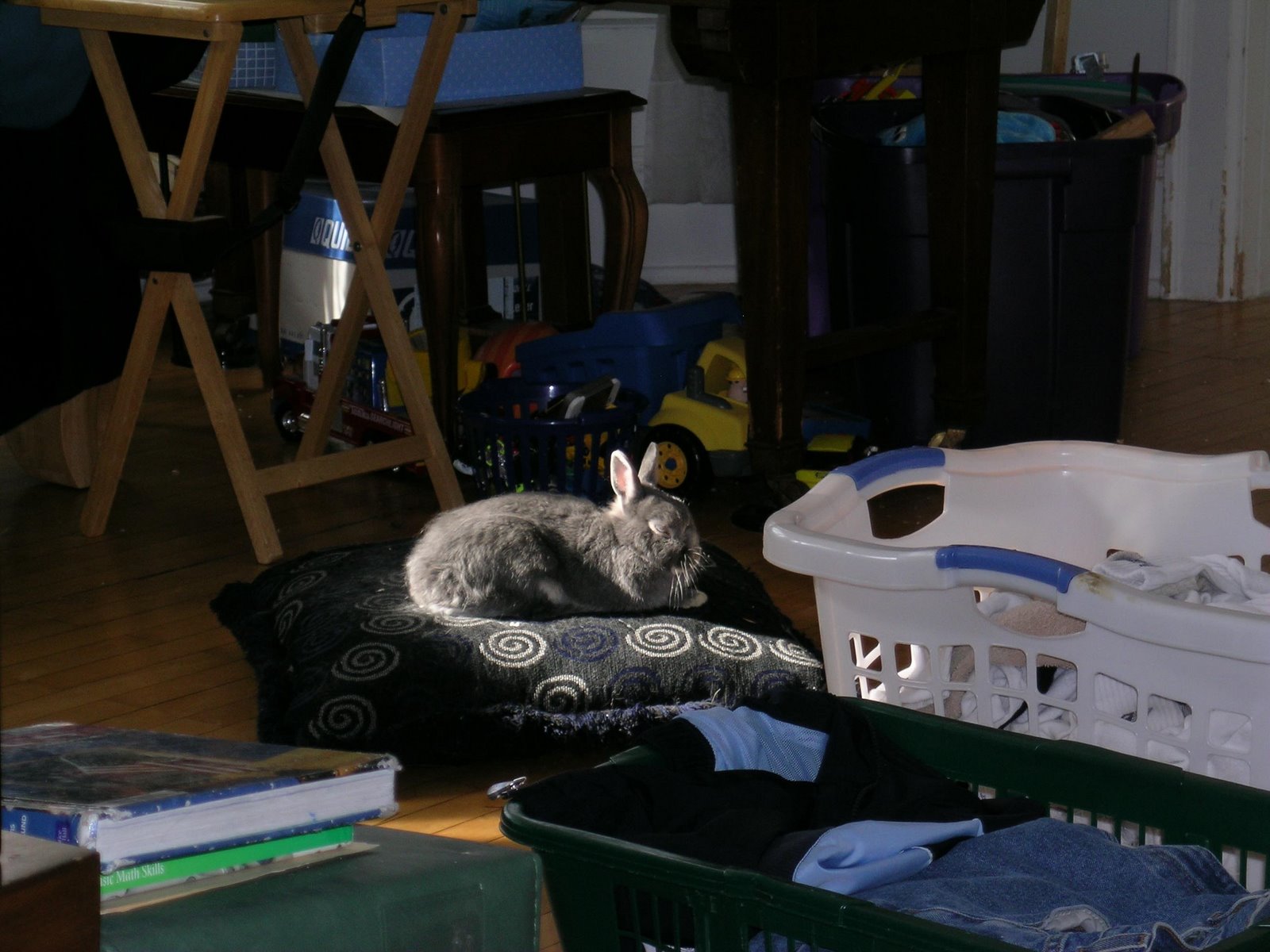 [Sleepy+Sunspot+Sadie.jpg]