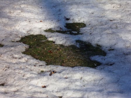 [backyard+snowy.JPG]