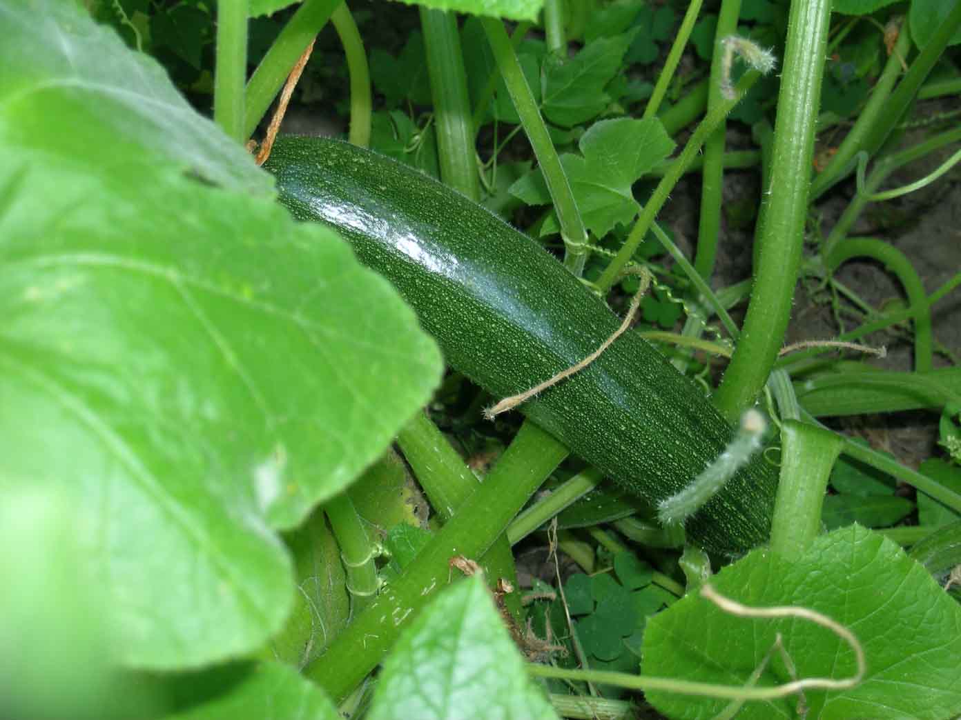 [zucchini+closeup+sm.jpg]