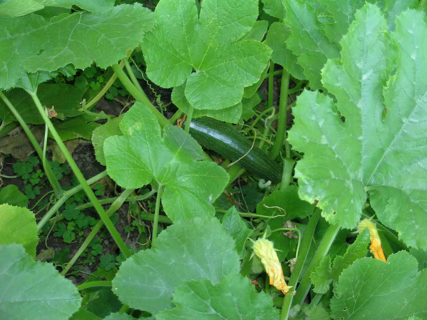 [zucchini!+sm.jpg]