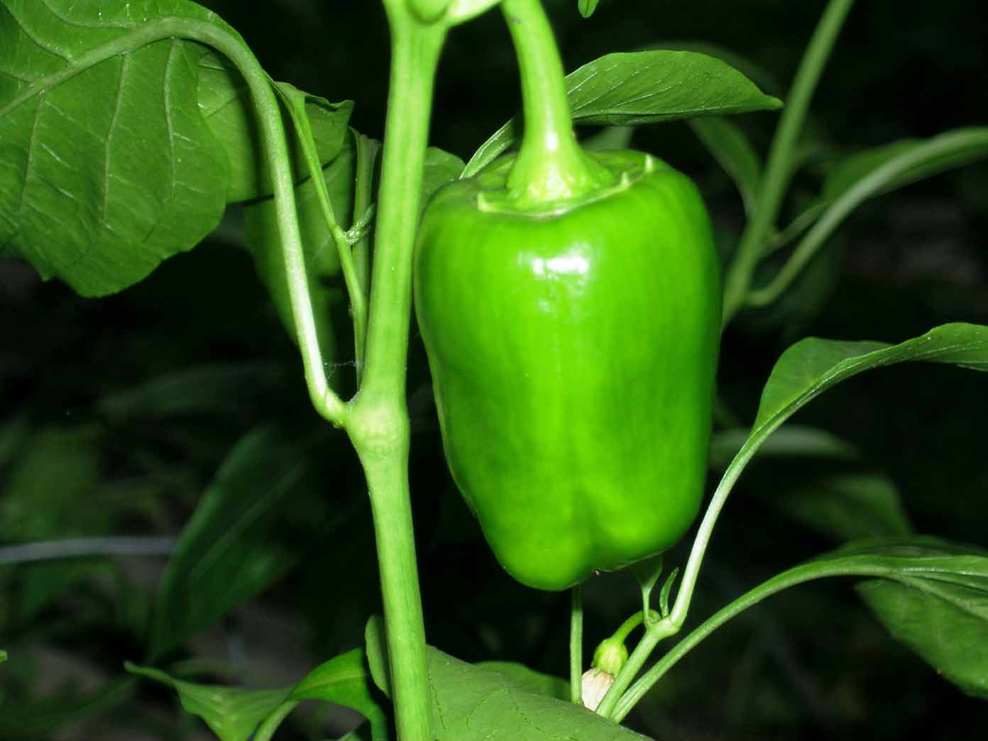 [pepper1+sm.jpg]
