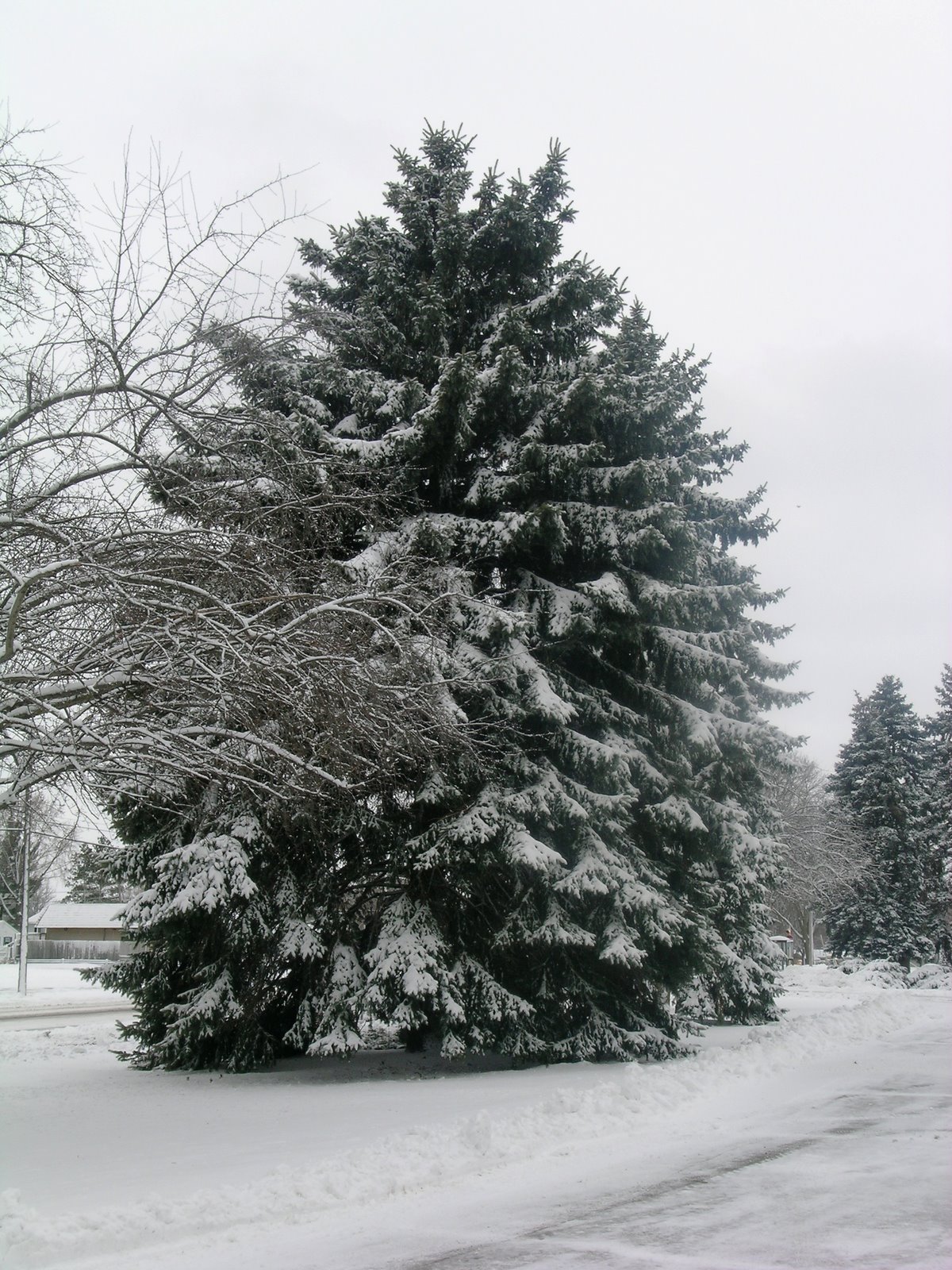 [loveliest+of+trees.JPG]