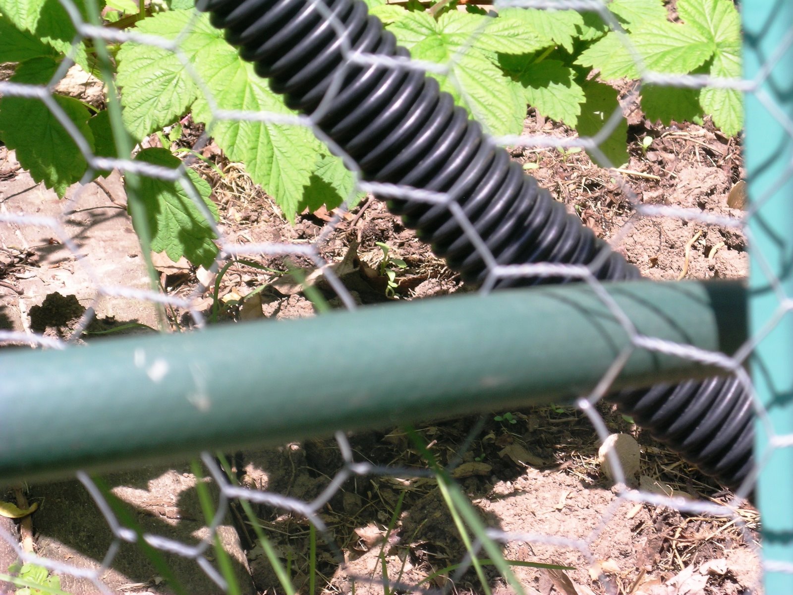 [watering+hose+thru+fence.JPG]
