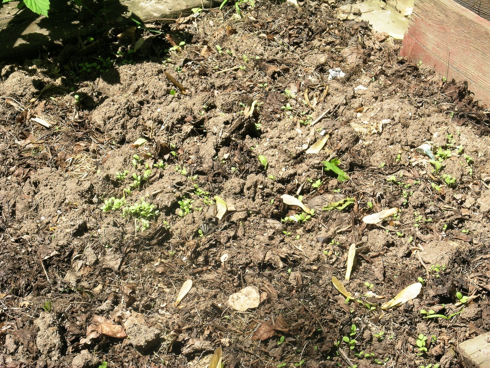 [lettuce+mess.JPG]