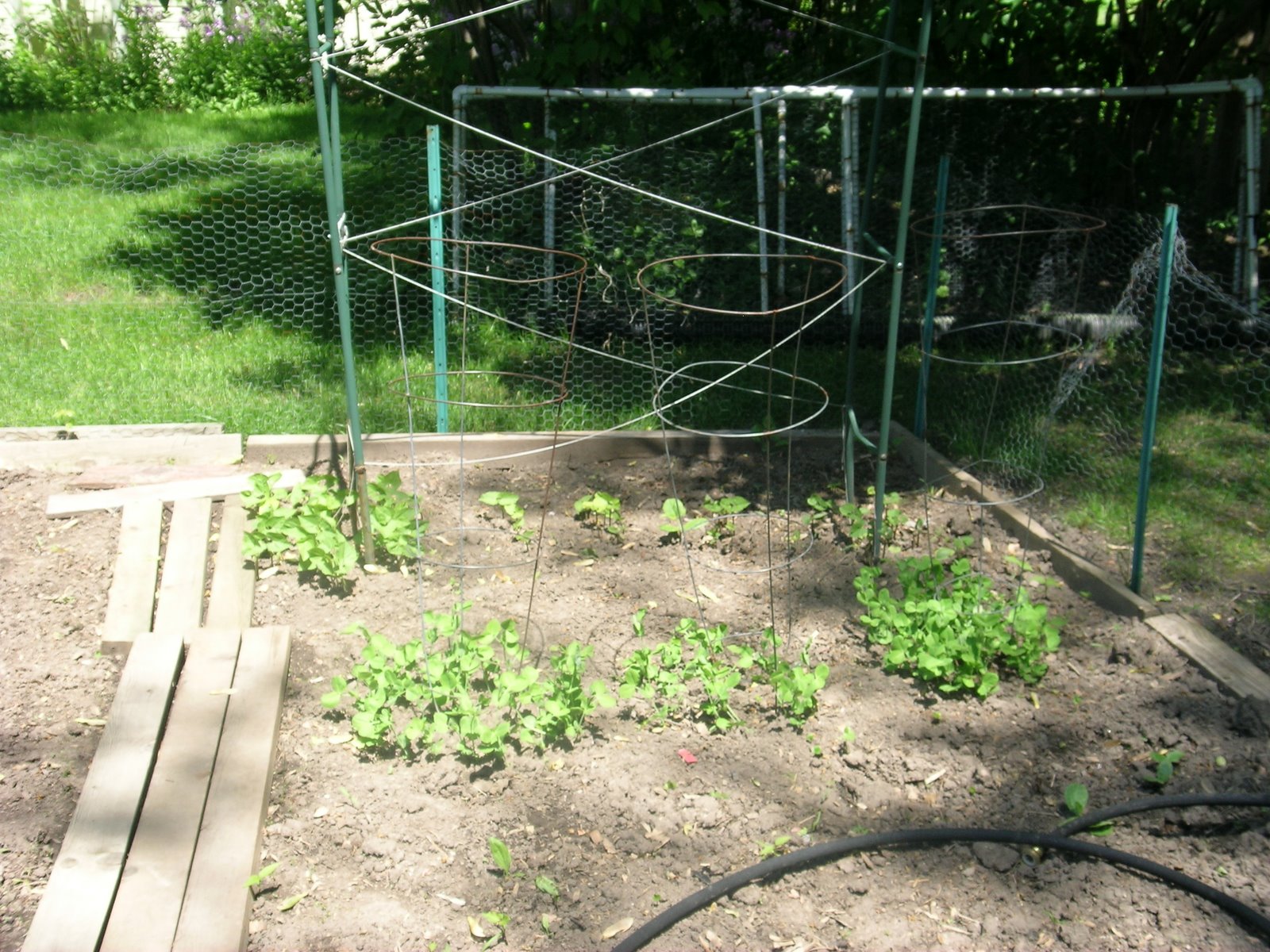 [potential+peas+beans.JPG]